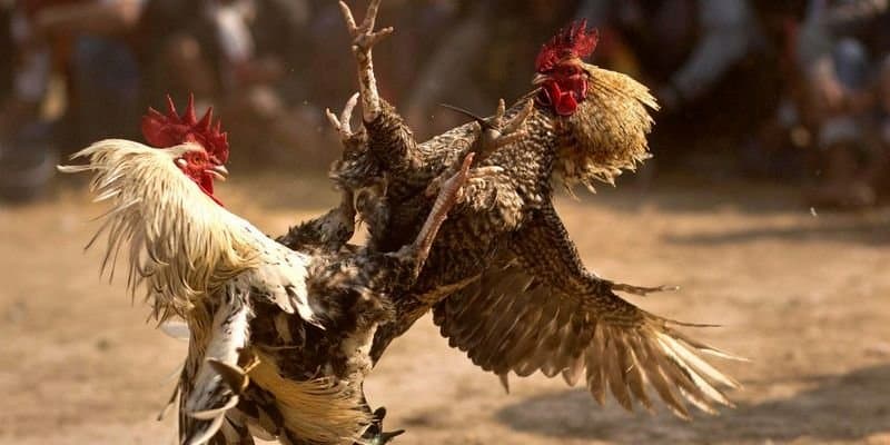 đá gà EE88 Các tính năng nổi bật của đá gà EE88