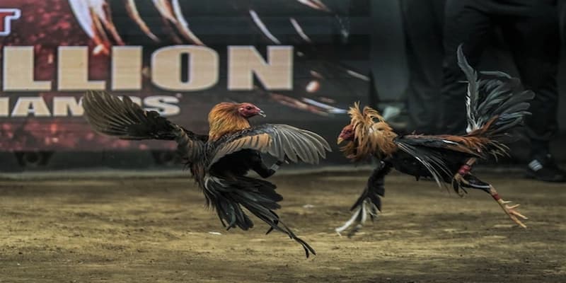 Lợi ích khi tham gia đá gà cựa sắt EE88