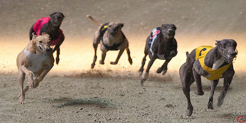 cá cược đua chó Nguyên tắc cần lưu ý khi tham gia cá cược đua chó